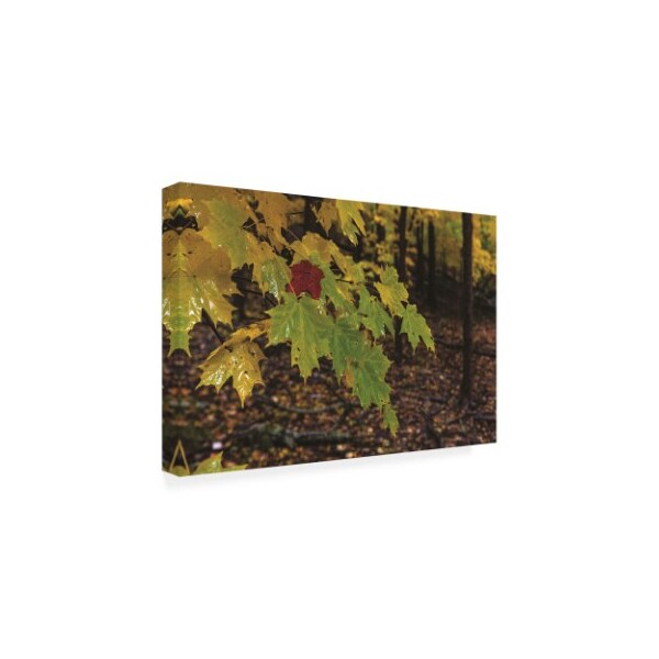 Kurt Shaffer Photographs 'Wet Maple Colors' Canvas Art,12x19